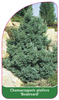 Chamaecyparis pisifera 'Boulevard'