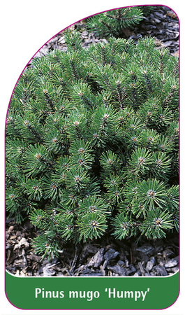 Pinus mugo 'Humpy'