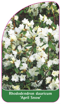 Rhododendron dauricum 'April Snow'