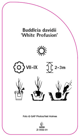 Buddleia davidii 'White Profusion'