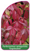 Parthenocissus quinquefolia 'Engelmannii'