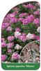 Spiraea japonica 'Manon'
