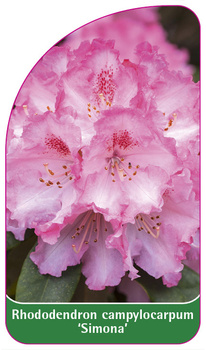 Rhododendron campylocarpum 'Simona'