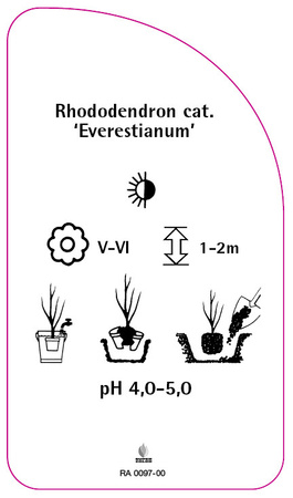 Rhododendron catawbiense 'Everestianum'