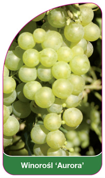 Winorośl 'Aurora'