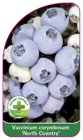 Vaccinium corymbosum 'North Country'