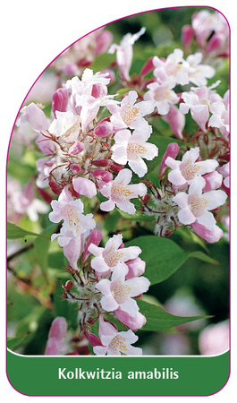 Kolkwitzia amabilis