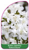 Azalea japonica 'Schneesturm'
