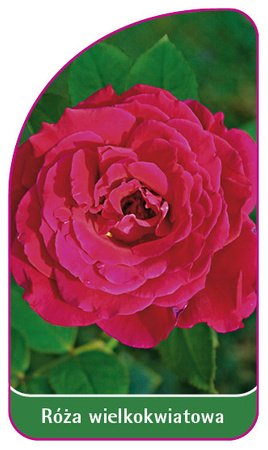 Róza wielkokwiatowa Nr. 234
