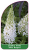 Buddleia davidii 'White Bouguet'