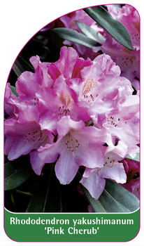 Rhododendron yakushimanum 'Pink Cherub'