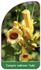 Campsis radicans 'Judy'