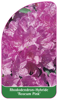 Rhododendron-Hybride 'Roseum Pink'