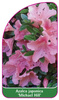 Azalea japonica 'Michael Hill'