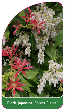 Pieris japonica 'Forest Flame'