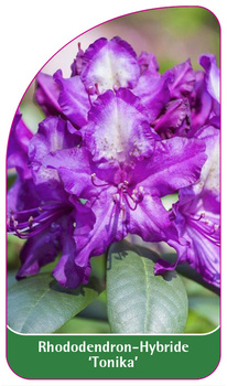 Rhododendron-Hybride 'Tonika'