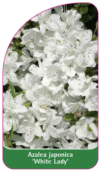 Azalea japonica 'White Lady'