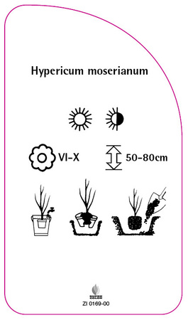 Hypericum moserianum