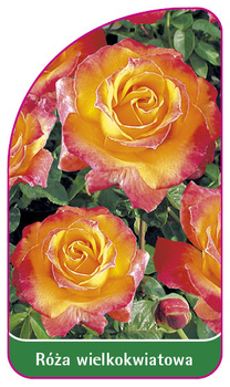 Róza wielkokwiatowa Nr. 258 B