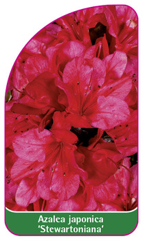 Azalea japonica 'Stewartoniana'
