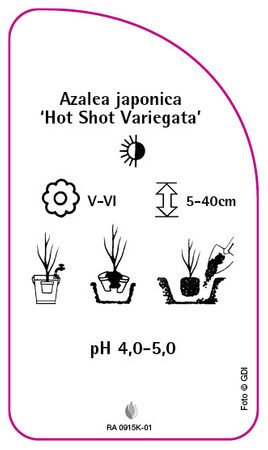 Azalea japonica 'Hot Shot Variegata'