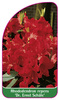 Rhododendron repens 'Dr. Ernst Schäle'