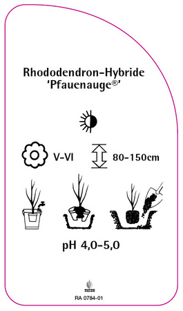 Rhododendron-Hybride 'Pfauenauge'