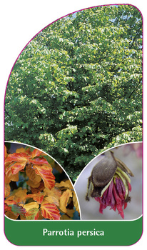 Parrotia persica