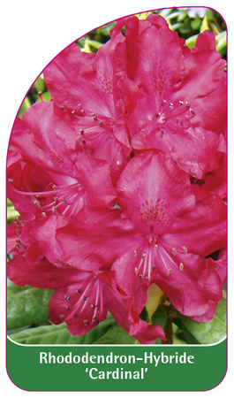 Rhododendron-Hybride 'Cardinal'