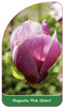 Magnolia 'Pink Globet'