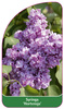 Syringa 'Hortensja'