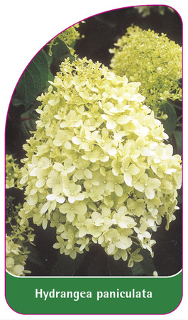 Hydrangea paniculata