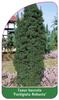Taxus baccata 'Fastigiata Robusta'