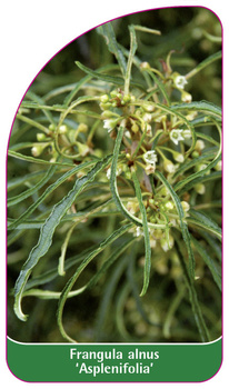 Frangula alnus 'Asplenifolia'