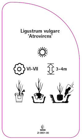 Ligustrum vulgare 'Atrovirens'