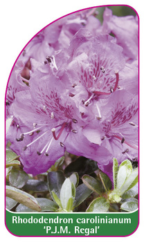 Rhododendron carolinianum 'P.J.M. Olga Regal'
