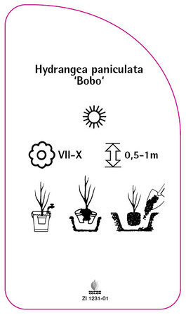 Hydrangea paniculata ,Bobo'