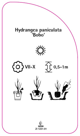 Hydrangea paniculata 'Bobo'