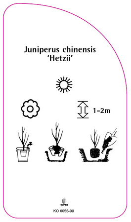 Juniperus chinensis 'Hetzii'