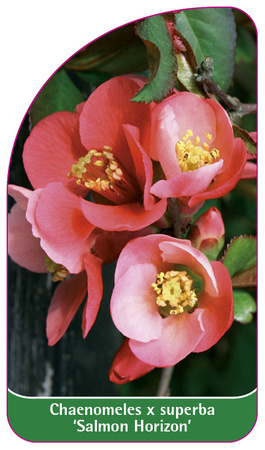 Chaenomeles x superba 'Salmon Horizon'