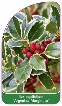 Ilex aquifolium 'Argentea Marginata'