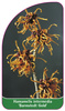 Hamamelis intermedia 'Barmstedt Gold'