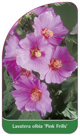 Lavatera olbia 'Pink Frills'