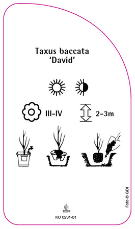 Taxus baccata 'David'