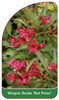 Weigela florida 'Red Prince'