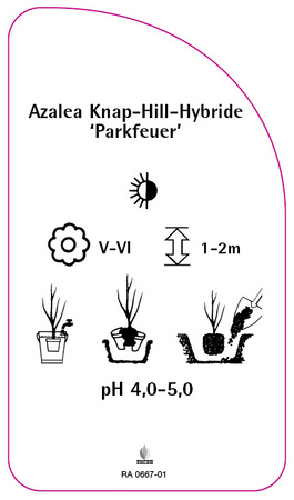 Azalea Knap-Hill-Hybride 'Parkfeuer'