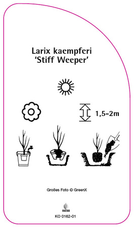 Larix kaempferi 'Stiff Weeper'