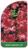 Azalea japonica, rot