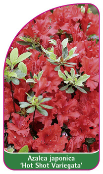 Azalea japonica 'Hot Shot Variegata'