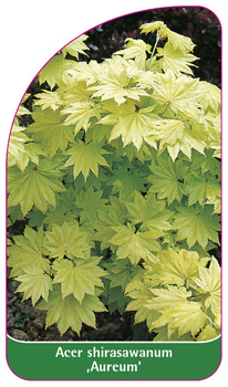Acer shirasawanum ,Aureum'